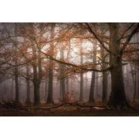 Fotobehang - Foggy Autumn Forest 384x260cm - Vliesbehang