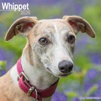 Whippet Kalender 2026