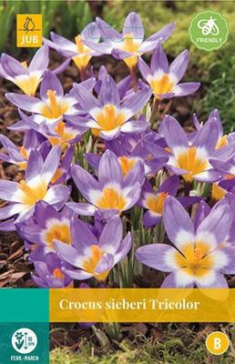 Crocus sieberi Tricolor 15 bollen - Jub