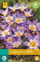 Crocus sieberi Tricolor 15 bollen - Jub