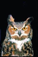 Owl (uil)