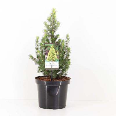 Picea glauca jw daisys white - Warentuin natuurlijk