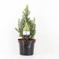 Picea glauca jw daisys white - Warentuin natuurlijk