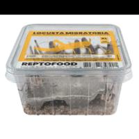 Reptofood Reptofood Sprinkhanen Volwassen Bakje