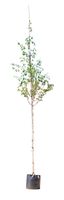 2 stuks! Witte himalaya berk Betula ut. jacquemontii h 250 cm st. omtrek 8 cm boom - Warentuin Natuurlijk