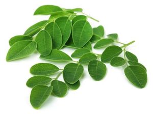 Moringa Oleifera bladpoeder 200 gram