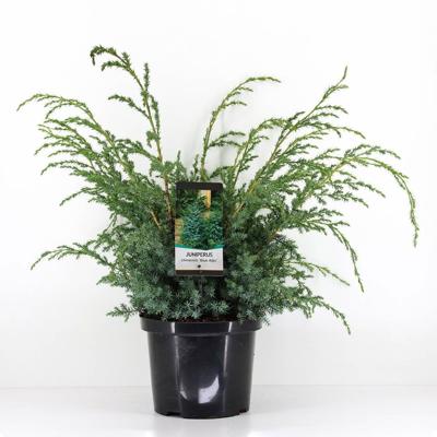 Juniperus chinensis blue alps 70 cm - Warentuin natuurlijk