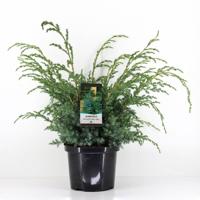 Juniperus chinensis blue alps 70 cm - Warentuin natuurlijk Juniperus chinensis blue alps 70 cm - Warentuin natuurlijk