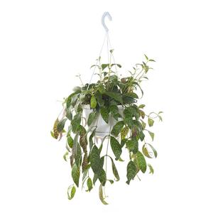 Aeschynanthus Marmoratus - P 15 cm