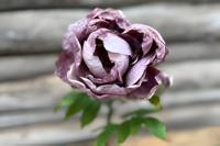 Enkele violette pioen - Buitengewoon de boet Enkele violette pioen - Buitengewoon de boet