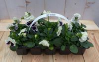 Grootbollige violen wit/paars 10 stuks - Warentuin Natuurlijk