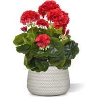 Geranium kunstplant 40cm - rood