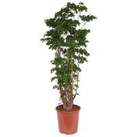 Polyscias &apos;Roble&apos; (Aralia) - P 24 cm