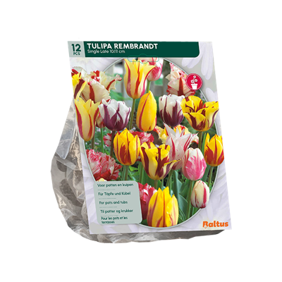 Tulp