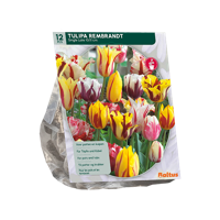 Tulp