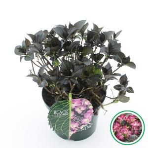 Hydrangea Macrophylla "Black Diamond® Dark Angel Purple"® schermhortensia - 30-40 cm - 1 stuks