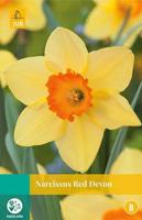 Narcissus Red Devon 4 bollen - Jub