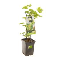 Witte druif Vitis Bianca struik