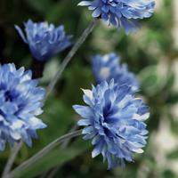 Korenbloem kunsttak 60cm blauw
