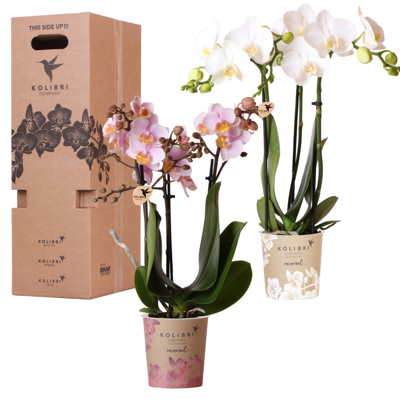 Kolibri Orchids - Surprise box mix - planten voordeel box - verrassingsbox met 2 verschillende orchideeën 9cm - vers van de kweker
