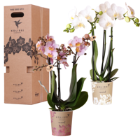 Kolibri Orchids - Surprise box mix - planten voordeel box - verrassingsbox met 2 verschillende orchideeën 9cm - vers van de kweker