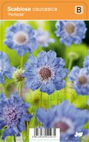 Vips Scabiosa caucasica Perfecta - Duifkruid - thumbnail