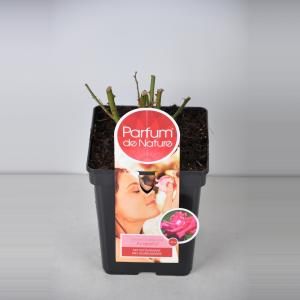 Grootbloemige roos Parfum de Nature (rosa "Acapella"®) - C5 - 1 stuks