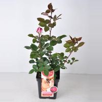 Grootbloemige roos Parfum de Nature (rosa "Acapella"®) - C5 - 1 stuks - thumbnail