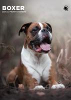 Boxer A3 Kalender 2026