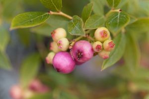 Roze bosbes