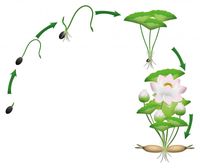 Lucky Lotus Fuchsia vijveraccesoires - Velda