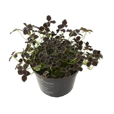 Klaver plantje zwart (Trifolium Repens Pentaphyllum) - P 10 cm