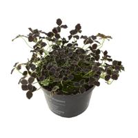 Klaver plantje zwart (Trifolium Repens Pentaphyllum) - P 10 cm