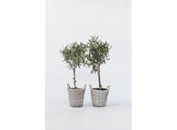Olijfboom op stam met mand - set van 2 Olijfboom op stam met mand - set van 2