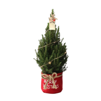 Kleine Kerstboom in Xmas Bag rood - 70 cm - Picea Glauca Conica - Star lighting including batteries - thumbnail