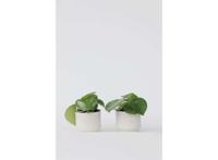 Peperomia Raindrop - set van 2