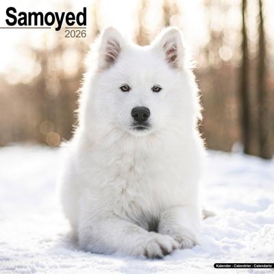 Samojeed Kalender 2026