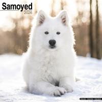 Samojeed Kalender 2026