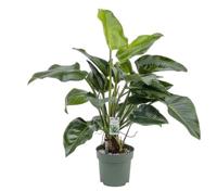 Philodendron Green Beauty II Potmaat 30 H110-120 kamerplant Beautanic Lifestyle - Beautanic lifestyle