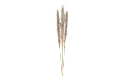Pampas cv pc3 nat.mat115 cm