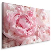 Schilderij - Roze pioenrozen, 4 maten, premium print