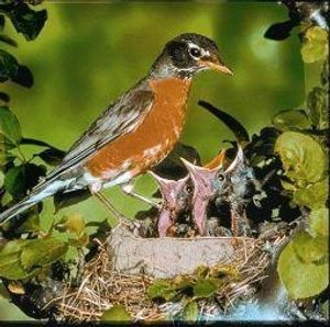 Robin (roodborstje)