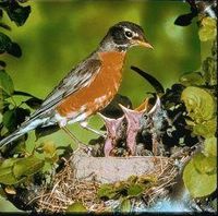 Robin (roodborstje)