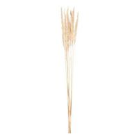 Pampas pluim 6 stuks - crème - 75 cm - Leen Bakker