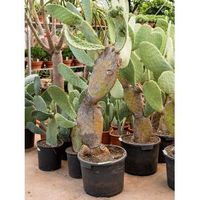 Cactus Opuntia Indica L 200 cm kamerplant