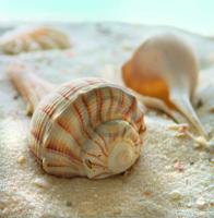 Kunstdruk Donna Geissler - Beach Shell III 30x30cm