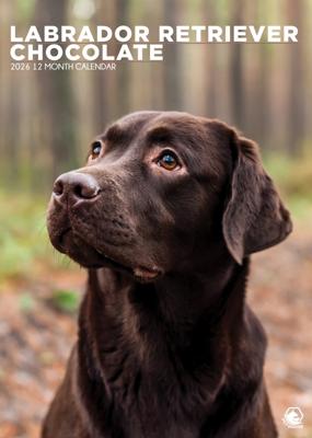 Labrador Retriever Bruin A3 Kalender 2026
