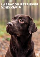 Labrador Retriever Bruin A3 Kalender 2026