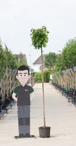 Groene bol esdoorn Acer pl. Globosum h 240 cm st. omtrek 8 cm st. h 200 cm - Warentuin Natuurlijk