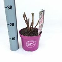 Hydrangea Aspera "Hot Chocolate"® fluweelhortensia - 20-25 cm - 1 stuks - thumbnail